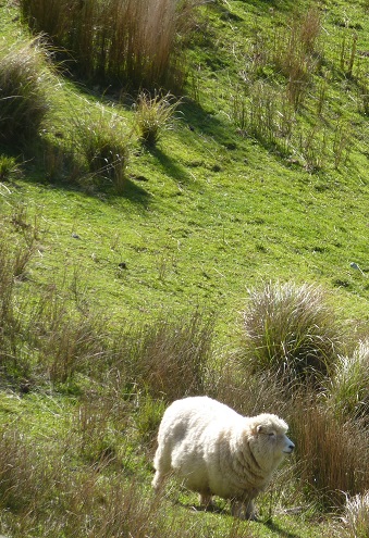 Mouton de Nouvelle Zélande