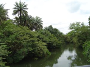 Rivière dans la campagne guinéenne