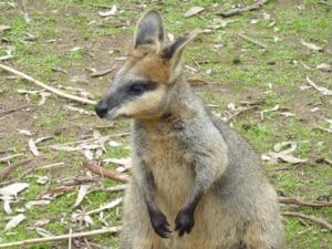 le kangourou australien