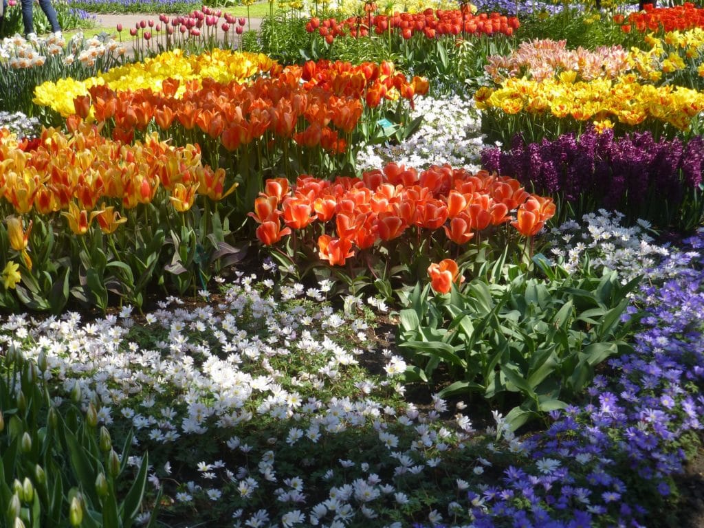 parterre de fleurs